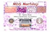 MDS Morfoloji sunum [Uyumluluk Modu] seri hücrelerinde •Yerleşimin bozulması •Hücre artışı •Olgunlaşma duraklaması •Genç formların artı ... Displastik Megakaryosit