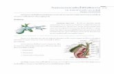 med.mahidol.ac.thmed.mahidol.ac.th/surgery/sites/default/files/public/pdf/(Update).pdf · Figure 3 Anatomy of bile duct ... RHD = Rt. Hepatic duct, CHD = Common hepatic duct -Vascular