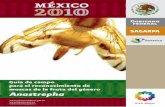 Anastrepha - nucleus.iaea.orgnucleus.iaea.org/sites/naipc/twd/Documents/FFN27/10-Guia... · 6 Guía de campo para el reconocimiento de moscas de la fruta del género Anastrepha Anastrepha