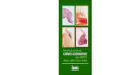 Manual de cortes de carnes alternativas - ABILLEIRA - …€¦ ·  · 2013-04-01Exportación, desarrollamos un Manual de Cortes de Carne Bovina dedicado especialmente a los consu-midores