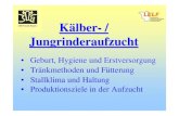 Kälber- - / Jungrinderaufzuchtlelf.brandenburg.de/sixcms/media.php/4055/KÃlberaufzucht_Münch.pdf · mit MAT (100g MAT/I) Grund- und Kraftfutter 1. Biestmilch bis 6 Liter; 2. ...