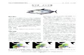 カツオ インド洋 - kokushi.fra.go.jpkokushi.fra.go.jp/H26/H26_31.pdf · NOAA Tech. Rep. NMFS Circ., 451: 1-92. Sharma, R. and Herrera, M. 2014. Indian Ocean Skipjack Tuna Stock