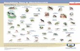 Geschützte Tiere in Oberösterreich · DVR: 0069264 Wirbeltiere (Vertebrata) - Vögel (Aves) Lappentaucher (Podicipedidae) ... (Bubo bubo) Steinkauz (Athene noctua) Sperlingskauz
