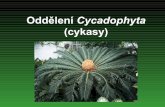 (cykasy) - Přírodovědecká fakulta, Masarykova univerzita ·  · 2005-10-10proembryo a posléze embryo s 2-6 dělohami Embryo je vyživováno pletivem ... Jen druhy rodu Cycas