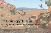 Energy Flow - davis.k12.ut.us · Food Chain: Models how matter and energy flow ... Food Webs A food web represents multiple pathways through which energy and matter flow through an
