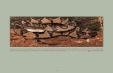 A neonate of the Chocoan Bushmaster, Lachesis acrochordamesoamericanherpetology.com/uploads/3/4/7/9/34798824/fuentes_and... · A neonate of the Chocoan Bushmaster, Lachesis acrochorda,