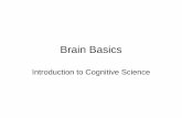 Brain Basics - Cognitive Science Department · Basic Anatomy • 4 Main parts of brain – Cerebrum: ‘Cognition’: reasoning, planning, decision making, ‘complex’ behavior