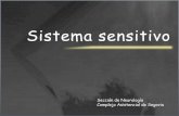 Sistema sensitivo - Ilustre Colegio Oficial de Médicos de ... sensitivo.pdf · Sistema sensitivo •Pruebas de discriminación sensitiva •Estereoagnosia •Grafestesia •Discriminación
