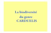 La biodiversité du genre CARDUELIS c.parva = Chardonneret de Madère(Espagne, Portugal Madère, Canaries, Baléares ,Maroc, Algérie, Tunisie) Parties supérieures légèrement plus