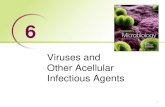 Viruses and Other Acellular Infectious Agents Readings/Lecture Notes... · Viruses • Major cause of disease –also importance as a new source of therapy –new viruses are emerging