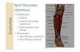 Anatomie´mes... · muscle de la loge antérieure nerf cutanée sural latéral Terminales Nerf fibulaire superficiel Nerf fibulaire profond Anatomie mai 2016 Gadrat F. Le nerf tibial