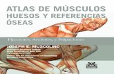 ATLAS de MúSCULoS Atlas de músculos, huesos y referencias óseas 2 FIgURA 2.1. Esqueleto completo (vista anterior). Verde, esqueleto axial; crema, esqueleto apendicular. Cráneo