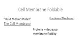 Cell Membrane Foldable - Sammons Scisammonssci.weebly.com/uploads/3/7/7/0/37708101/2-6... · Cell Membrane Foldable “Fluid Mosaic Model ... Glycolipid Marker for cell recognition