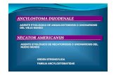 ANCYLOSTOMA DUODENALEANCYLOSTOMA …personal.us.es/derojas/docs/diapositivas-para/tema-05.… ·  · 2010-05-11ancylostoma duodenaleancylostoma duodenale orden strongylida familia