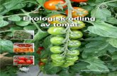 Ekologisk odling av tomat€¦ ·  · 2008-01-08Förord Denna skrift ersätter Jordbruksinformation nr 2 1996 ”Ekologisk odling av växthustomat”. Innehållet är helt omarbetat