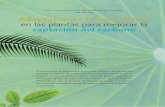 nnnnnnn Adaptaciones fotosintéticas en las plantas para ... · completa, ciclo de Calvin-Benson-Bassham en honor a los investigadores Melvin Calvin, Andrew Benson y James Bassham,