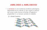 AMILOIDE e AMILOIDOSI - DidatticaWEBdidattica.uniroma2.it/assets/uploads/corsi/15675/amiloidosi.pdf · (secondary amyloidosis) Immunoglobulin light chains, chiefly λtype Multiple