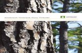 Amerikan Yumuşak Ağaç Türleri - News hücre yapısı, uzun ve muntazam elyaf yapısı, yumuşak ahşaba, ... Bunun sonucunda, günümüzde ABD'de, 70 yıl öncekinden daha fazla