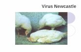 Virus Newcastle có cấu trúc xoắn nên virus có hình trụ hoặc hình cầu Kích thước từ 120 –230 nm, trung bình khoảng 180 nm Có vỏbọcngoài là lipit nên