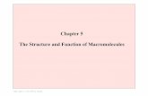 Chapter 5 The Structure and Function of Macromolecules · all made from 20 amino acids polypeptides = polymers of proteins ... structure of nucleic acids ... Ch. 5 notes ...
