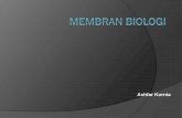 Kuliah S2 HERBAL MEMBRAN BIOLOGI - abc | xyz · MembranBiologi Tersusun dari (komponen membran): Lipid membran membentuk struktur lipid bilayer yg mengandung Fosfolipid, glikolipid