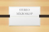 STEREO MİKROSKOP - kisi.deu.edu.trkisi.deu.edu.tr/umit.erdogan/Stereo.pdf · •Stereo mikroskoplar ışık mikroskobundan farklı olarak sabit dürbün mantığı ile çalışan,