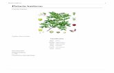 Pistacia lentiscus - Documents pour le developpements … classé arbre remarquable de France et une jeune pousse de la même espèce sera plantée à l’Élysée. • Son origine