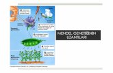 MENDEL GENETİĞİNİN UZANTILARI - bektastepe.net · Yeni Mendel Genetiği (neo-Mendelian Genetics) ! Mendel’in çalışmaları 1900’lü yıllardan itibaren keşfedilmeye başlanmıştır.