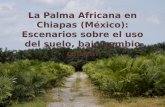 La Palma Africana en Chiapas (México): Escenarios …otrosmundoschiapas.org/docs/palma_en_chiapas.pdfLa Palma Africana en Chiapas (Mexico): Escenarios sobre el uso del suelo, bajo