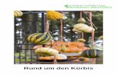 rund um den Kürbis - landwirtschaftskammer.de · ‚Table Queen‘ Landwirtschaftskammer Nordrhein-Westfalen 10 ‚Table Ace‘ ‚Scaloppi‘ Eichelkürbisse, Acorns ...