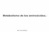 Metabolismo de los aminoácidos. - NOTICIASuvsfajardo.sld.cu/sites/uvsfajardo.sld.cu/files/co_8_aa_15-16_ile.pdf · POOL DE AMINOACIDOS Síntesis de proteína (traducción) Síntesis