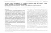 Small RNA profiling in Chlamydomonas: insights into ... 2017.pdfSmall RNA proﬁling in Chlamydomonas: insights into chloroplast RNA metabolism Marina Cavaiuolo, Richard Kuras, Francis-Andre
