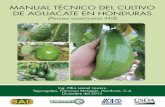 Manual cultivo de aguacate FINAL - …pronagro.premperhn.com/.../Manual-Tecnico-del-cultivo-de-Aguacate.… · Manual Técnico del Cultivo de Aguacate en Honduras 1. Introducción
