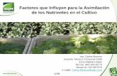 Factores que Influyen para la Asimilación de los ...sistemaproductobrocoli.com.mx/wp-content/uploads/2013/10/Factores... · Factores que Influyen para la Asimilación de los Nutrientes