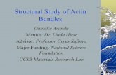 Structural Study of Actin Bundles - Our Story Study of Actin Bundles Danielle Aranda Mentor: ... indicate mixing after 30 min. Red bundles ... actin and α-actinin bundle structure.