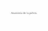 Anatomía de la pelvis. - nutricionyosteopatia.comnutricionyosteopatia.com/sites/default/files/1_anatomia_de_la...ANATOMIA COXAL ISQUION ILION PUBIS . ... Hueso coxal vista lateral