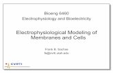 Electrophysiological Modeling of Membranes and Cellsfs/lessons/bioeng6460/lesson1.pdf•Parameterization and optimization of electrical nerve stimulators, ... IbCa ICa,L,Ca,ds INaCa
