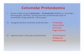 Predavanje 02 Celomske Protostomia - Наставнички …nasport.pmf.ni.ac.rs/materijali/2204/Predavanje 02... · 2017-03-31 · nervnog sistema, miksoceli Malpigijevisudovi