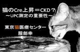 猫のCre上昇＝CKD - IDEXX Japan お客様専用サイト›‹白尿とは… •尿中に蛋白が検出された状態。 •健康人でも尿中にわずかな蛋白が出て