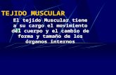 TEJIDO MUSCULAR - Facultad de Ciencias Veterinarias · PPT file · Web view2009-09-16 · TEJIDO MUSCULAR El tejido Muscular tiene a su cargo el movimiento del cuerpo y el cambio