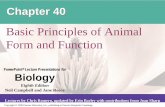 Basic Principles of Animal Form and Functionocw.nthu.edu.tw/ocw/upload/17/news/【L09 課程大綱】Ch40-pre.pdf · Biology Eighth Edition Neil Campbell and Jane Reece ... Chapter