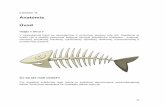 Anatómia Úvod - pulib.sk · 35 Lesson 3 Anatómia Úvod Vitajte v lekcii 3 V nasledujúcej lekcii sa oboznámime s vnútornou stavbou tela rýb. Popíšeme si kostru rýb a osobitú
