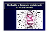 Evolución y desarrollo embrionario La nueva síntesis · Waddington) • Variaciones en ... Modelo de equilibrios interrumpidos. Nuevo concepto: ¡Un animal es más sencillo que