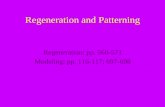 Regeneration and Patterning - amherst.edu · Regeneration •“I’d give my right arm to know the secret of regeneration” -Oscar Schotté •Making a new organ when one is removed