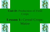 Lesson 1: Cereal Crops: Maize - Afghan Agricultureafghanag.ucdavis.edu/.../edfieldafgpurdueunitdlesson2maizeppt.pdf · • Grain marketing • Grain technology ... • A popular source