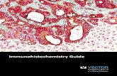 Immunohistochemistry Guide - abacusdx.com Guide_2017.pdf · vectorlabs.com vectorlabs.com Immunohistochemistry Selection Guide Follow the simple steps below to choose the most appropriate