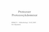 Protozoer Protozosykdommer - uio.no · trofozoitt (ring-from) shizont gametocytt. Plasmodium - livssyklus. Sigdcelle anemi • Sigdcelle anemi: – recessiv genetisk misdannelse –