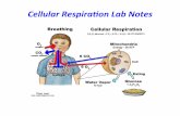 Cellular respiration lab - shaunab.infoshaunab.info/AP Biology/Unit 3/Labs/Cell Respiration Lab/Cellular... · tissue type, Eg. Skeletal muscle vs. ... !in!the!blood! BodyCells Lungs