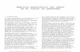 ANÁLISIS MORFOLÓGICO DEL KARST DE EL TORCAL …cienciasloretoantequera.weebly.com/uploads/3/9/2/6/39265351/an... · Se distingue la doble red de fracturas de El Torcal y cómo las