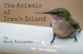 The Animals of Irma’s Island - lesfruitsdemer.com · Sugar Birds arrived by the dozen and soon there were more ... Three weeks after Irma, the feeders were still ... Why are smaller